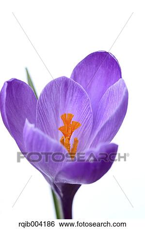 Crocus flower View Large Photo Image Stock Photograph - Crocus flower. Fotosearch