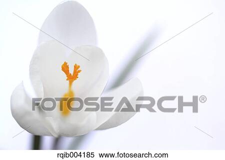 Stock Photography - Crocus flower. Fotosearch