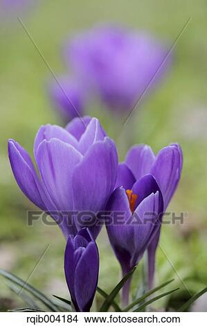Crocus flowers View Large Photo Image Picture - Crocus flowers. Fotosearch