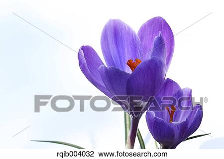 Stock Image - Crocus flowers. Fotosearch