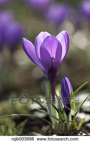 Crocus flowers View Large Photo Image Stock Photo - Crocus flowers. Fotosearch