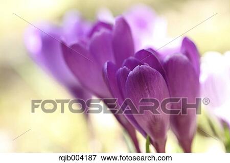 Crocus flowers View Large Photo Image Stock Photo - Crocus flowers. Fotosearch