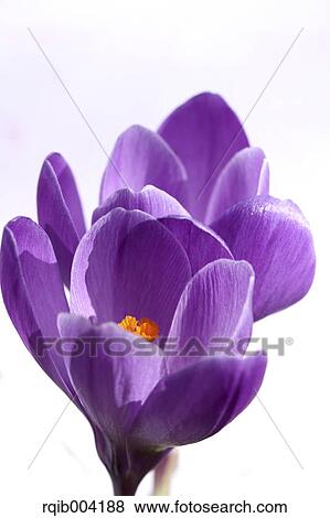 Stock Photo - Crocus flowers. Fotosearch
