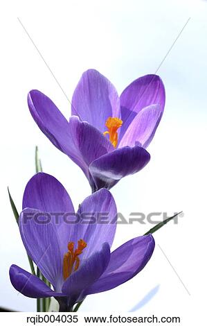 Crocus flowers View Large Photo Image Stock Photography - Crocus flowers. Fotosearch
