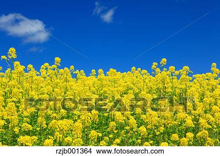 Picture - Field mustard and sky with clouds, Hokkaido. Fotosearch