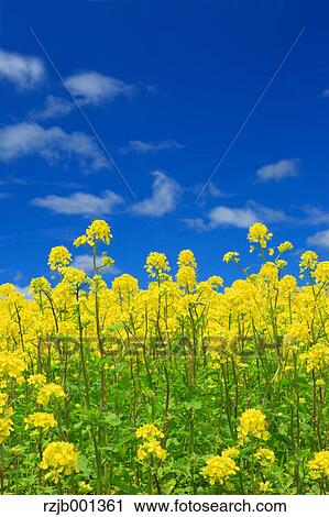 Field mustard and sky with clouds, Hokkaido View Large Photo Image Stock Image - Field mustard and sky with clouds, Hokkaido. Fotosearch