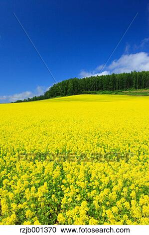 Field mustard and sky with clouds, Hokkaido View Large Photo Image Stock Image - Field mustard and sky with clouds, Hokkaido. Fotosearch