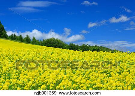 Stock Photo - Field mustard and sky with clouds, Hokkaido. Fotosearch