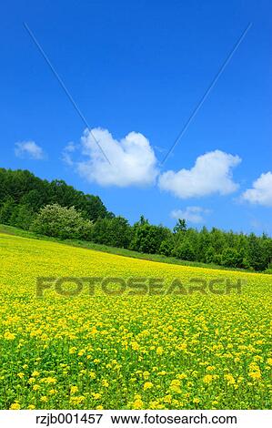 Stock Photo - Field mustard and sky with clouds, Hokkaido. Fotosearch