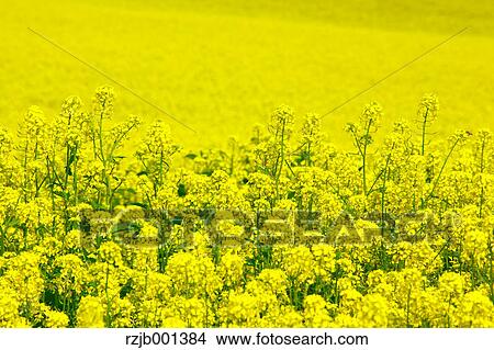 Picture - Field mustard, Hokkaido. Fotosearch