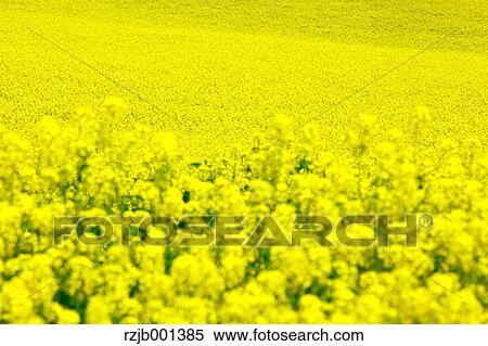 Stock Photography - Field mustard, Hokkaido. Fotosearch