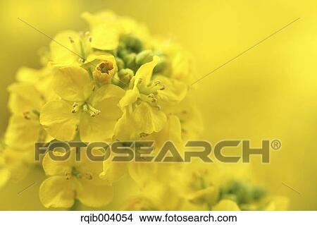 Picture - Field mustard. Fotosearch