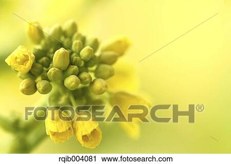 Field mustard View Large Photo Image Stock Image - Field mustard. Fotosearch
