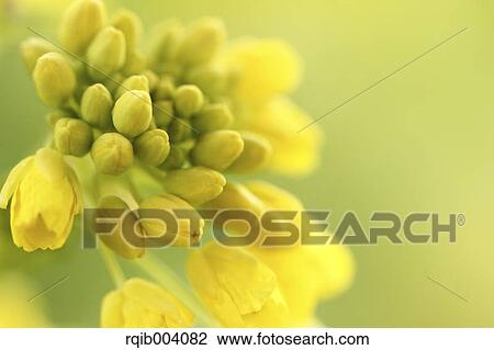 Stock Image - Field mustard. Fotosearch