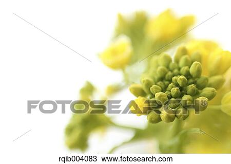 Field mustard View Large Photo Image Stock Image - Field mustard. Fotosearch