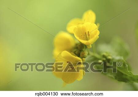 Stock Image - Field mustard. Fotosearch