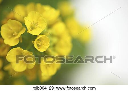 Stock Photo - Field mustard. Fotosearch