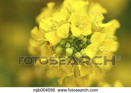 Field mustard View Large Photo Image Stock Photograph - Field mustard. Fotosearch