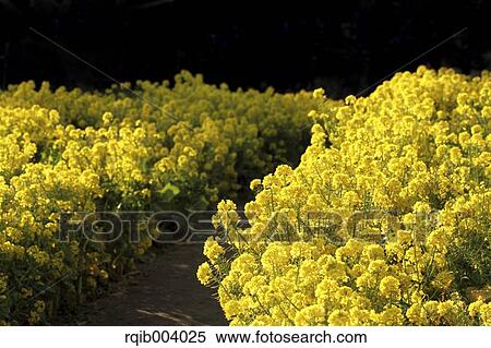 Field mustard View Large Photo Image Stock Photography - Field mustard. Fotosearch