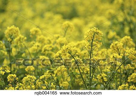 Field mustard View Large Photo Image Stock Photography - Field mustard. Fotosearch