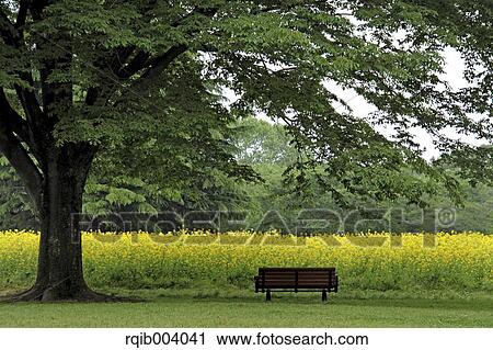 Stock Image - Field mustard tree and bench. Fotosearch