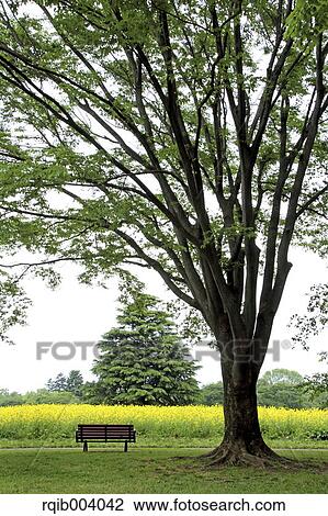 Field mustard tree and bench View Large Photo Image Stock Image - Field mustard tree and bench. Fotosearch