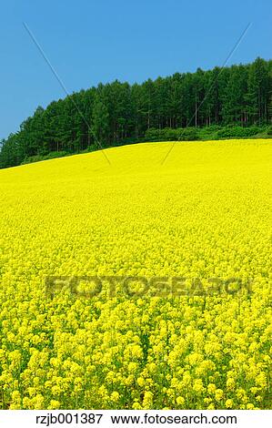 Stock Photo - Field mustard trees and sky, Hokkaido. Fotosearch