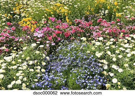 Flower bed View Large Photo Image Stock Image - Flower bed. Fotosearch
