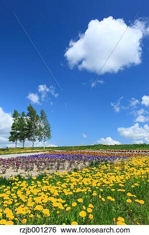 Flower garden and sky with clouds, Hokkaido View Large Photo Image Stock Photograph - Flower garden and sky with clouds, Hokkaido. Fotosearch