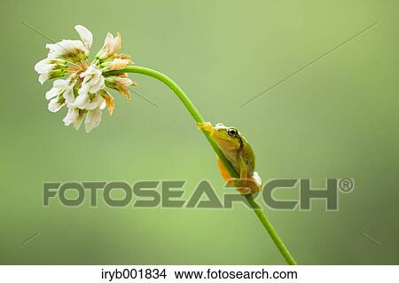 Picture - Frog on a clover flower. Fotosearch