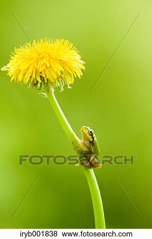 Stock Photo - Frog on a Dandelion flower. Fotosearch