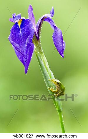Frog on a flower View Large Photo Image Stock Photo - Frog on a flower. Fotosearch