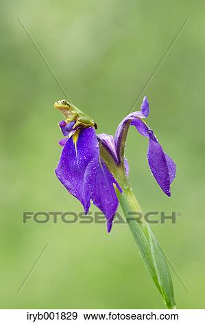 Stock Photo - Frog on a flower. Fotosearch