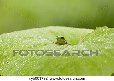 Stock Image - Frog on a leaf. Fotosearch