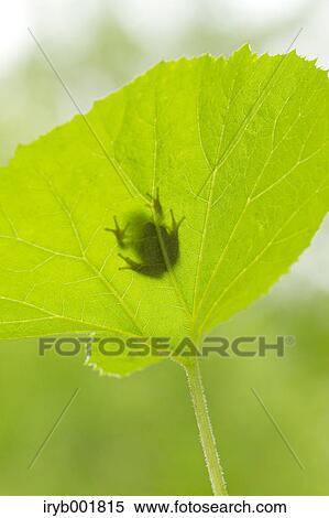 Frog on a leaf View Large Photo Image Stock Photography - Frog on a leaf. Fotosearch