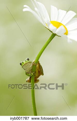 Stock Photo - Frog on a Margaret. Fotosearch