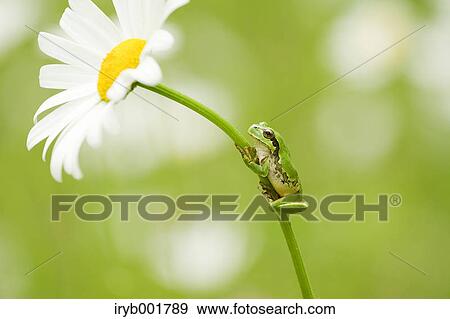 Frog on a Margaret View Large Photo Image Stock Photo - Frog on a Margaret. Fotosearch