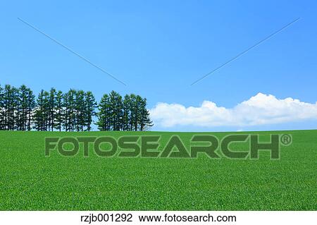 Grassland and sky, Hokkaido View Large Photo Image Stock Image - Grassland and sky, Hokkaido. Fotosearch