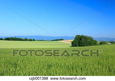 Grassland and sky, Hokkaido View Large Photo Image Stock Photo - Grassland and sky, Hokkaido. Fotosearch