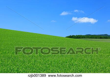 Grassland and sky, Hokkaido View Large Photo Image Stock Photo - Grassland and sky, Hokkaido. Fotosearch