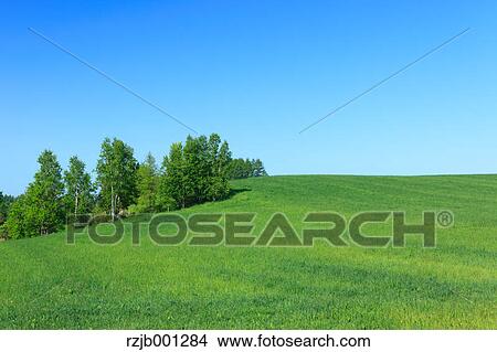 Grassland tree and sky, Hokkaido View Large Photo Image Picture - Grassland tree and sky, Hokkaido. Fotosearch