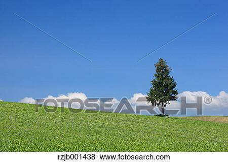 Stock Photo - Grassland tree and sky, Hokkaido. Fotosearch