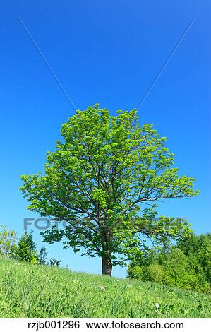 Grassland tree and sky, Hokkaido View Large Photo Image Stock Photograph - Grassland tree and sky, Hokkaido. Fotosearch