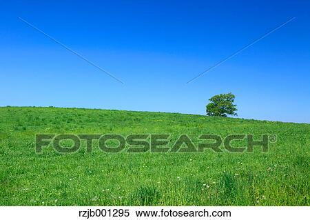 Grassland tree and sky, Hokkaido View Large Photo Image Stock Photography - Grassland tree and sky, Hokkaido. Fotosearch