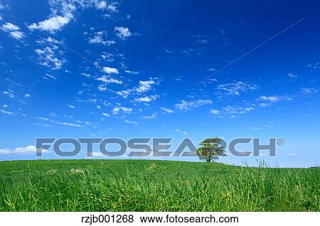 Grassland tree and sky with clouds, Hokkaido View Large Photo Image Stock Photo - Grassland tree and sky with clouds, Hokkaido. Fotosearch