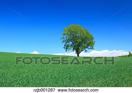 Grassland trees and sky, Hokkaido View Large Photo Image Stock Photo - Grassland trees and sky, Hokkaido. Fotosearch