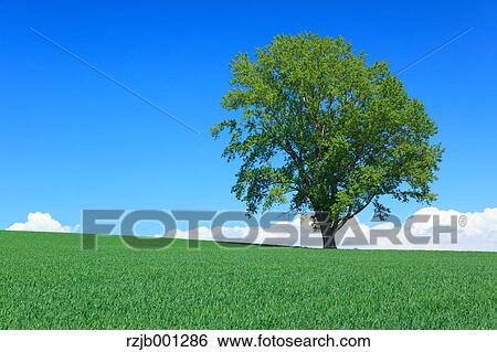 Grassland trees and sky, Hokkaido View Large Photo Image Stock Photograph - Grassland trees and sky, Hokkaido. Fotosearch