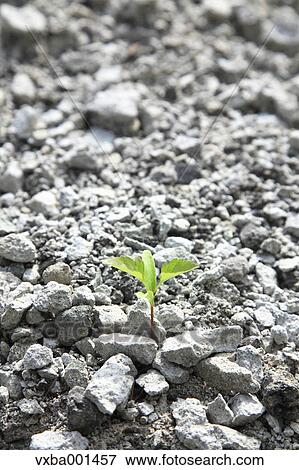 Stock Photo - Green leaf sprouting from gravel. Fotosearch
