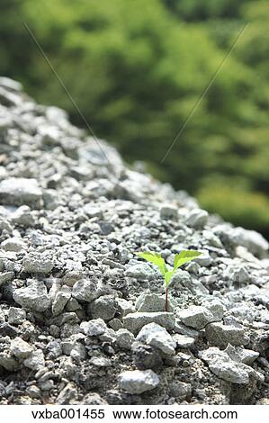 Green leaf sprouting from gravel View Large Photo Image Stock Photography - Green leaf sprouting from gravel. Fotosearch