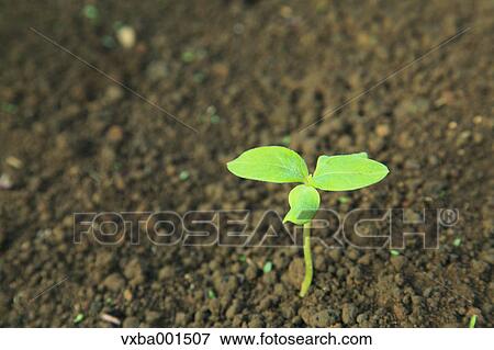 Green leaf sprouting from the ground View Large Photo Image Stock Photo - Green leaf sprouting from the ground. Fotosearch
